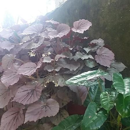 Kevins Placid Homestay Kochi Exterior photo